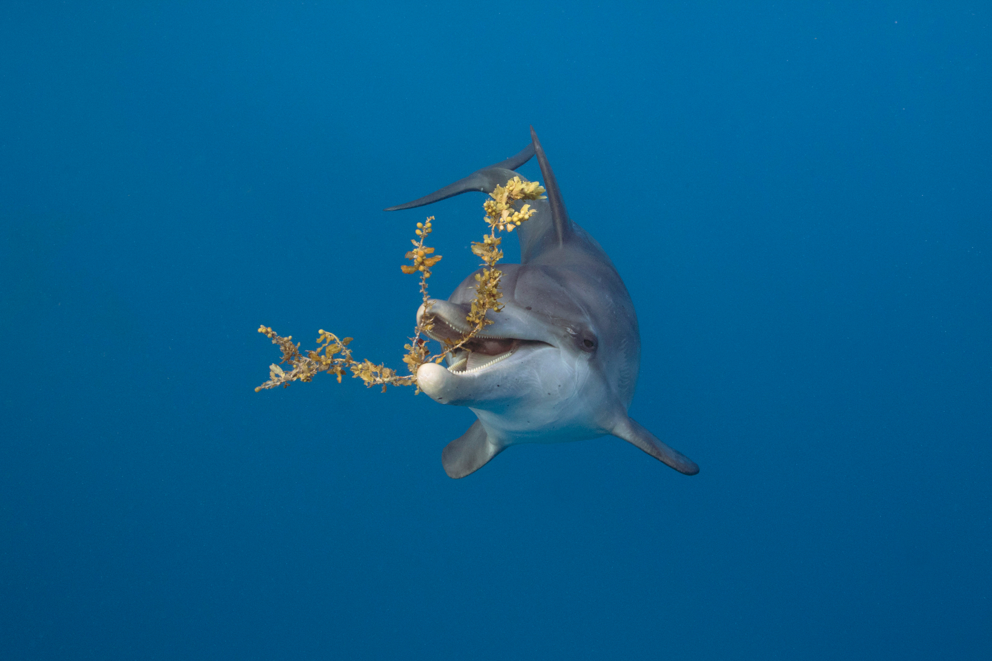 Dauphin — Neptune Forum