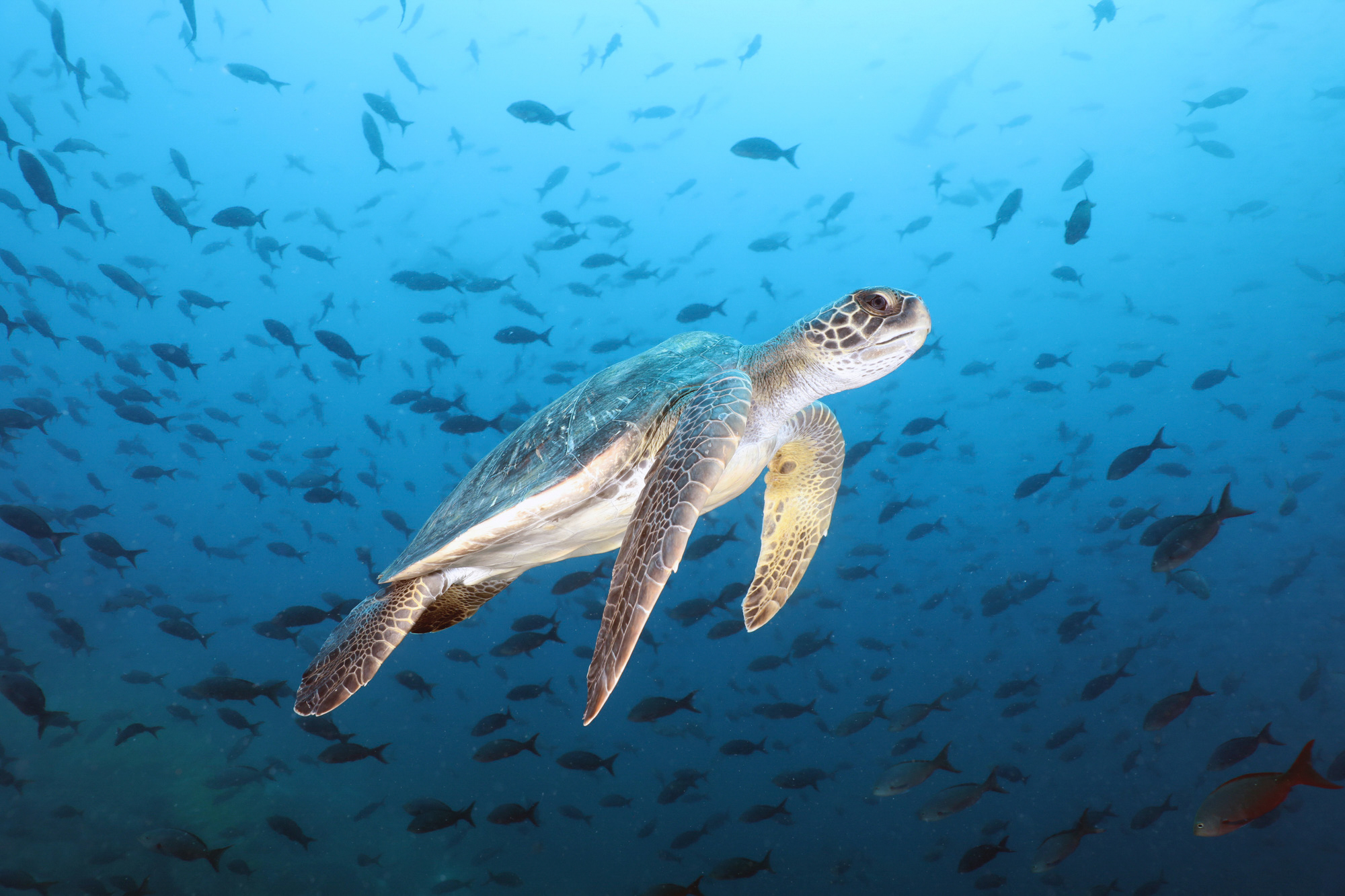 Sea turtle — Neptune Forum